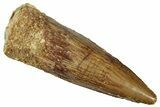 Fossil Spinosaurus Tooth - Real Dinosaur Tooth #299087-1